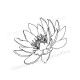seerose stempel | water lily stamp